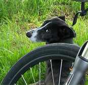 Dog and Bicycle wheel