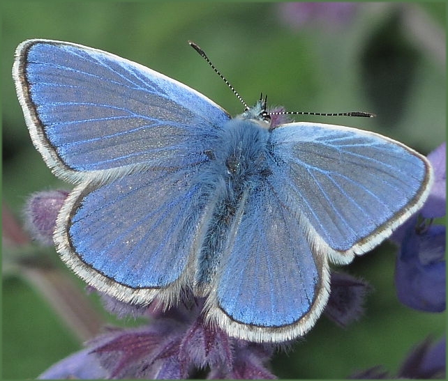 Common Blue male